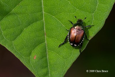 Japanese Beetle (Popillia japonica)