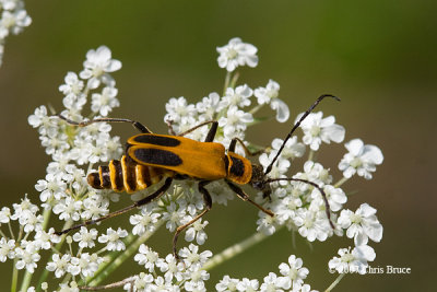 Soldier Beetle (Chauliognathus pensylvanicus)