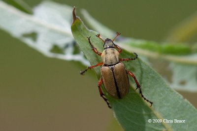 Rose Chafer Beetle (Macrodactylus subspinosus)