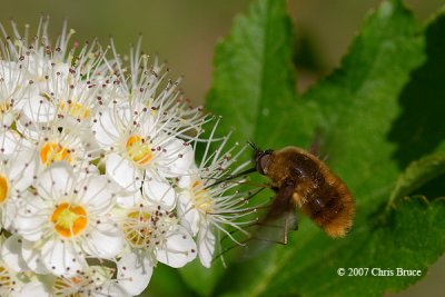 Bee Fly (Bombylius sp.)