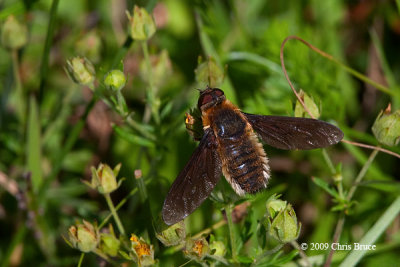 Bee Fly (Poecilanthrax sp.)