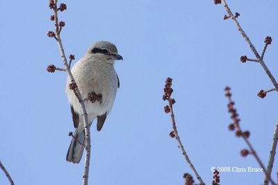 Northern Shrike