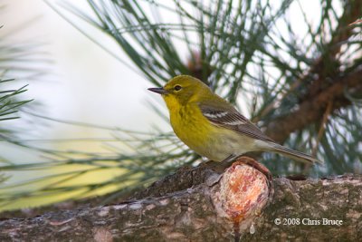 Pine Warbler (spring)