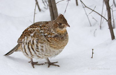 Ruffed Grouse