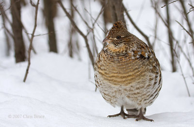 Ruffed Grouse