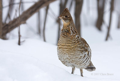 Ruffed Grouse