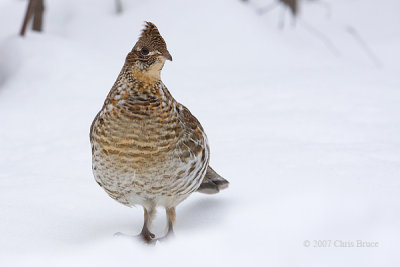 Ruffed Grouse