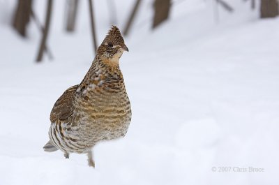 Ruffed Grouse