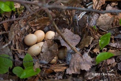 Ruffed Grouse Nest