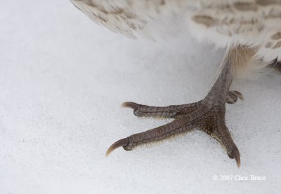 Ruffed Grouse snowshoes