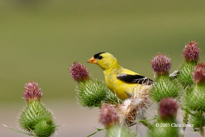 American Goldfinch (male)