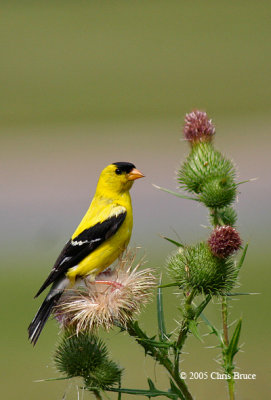 American Goldfinch (male)