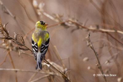 American Goldfinch molting (male)