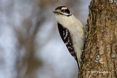 Downy Woodpecker (male)