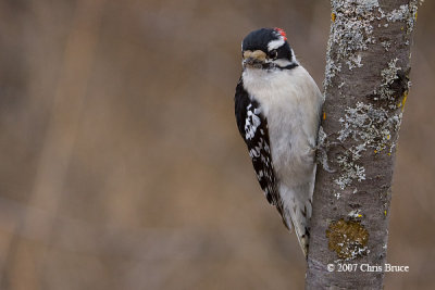 Downy Woodpecker (male)