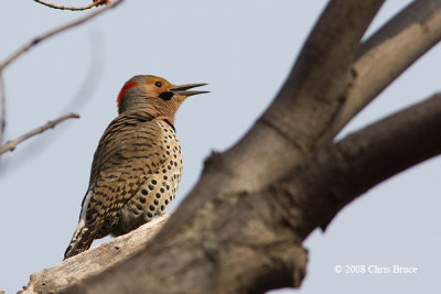 Northern Flicker (male)