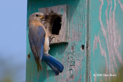 Eastern Bluebird (female)