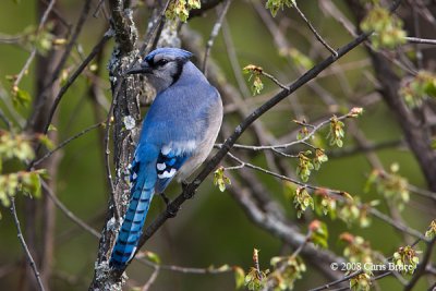 Blue Jay
