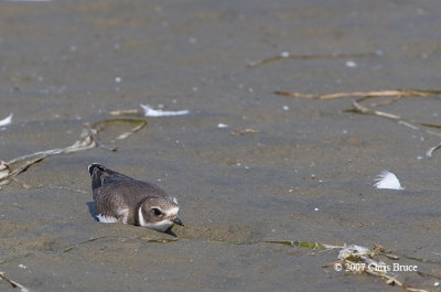 Semipalmated Plover