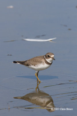 Semipalmated Plover