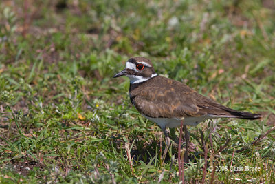 Killdeer