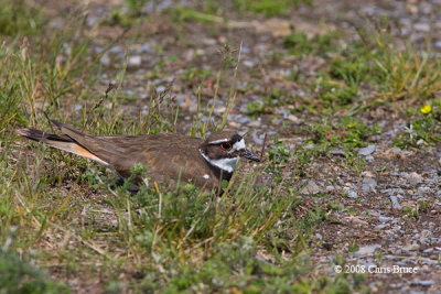 Killdeer