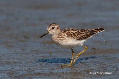 Least Sandpiper