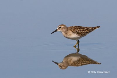 Least Sandpiper