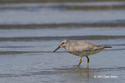 Red Knot (juvenile)