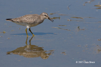 Red Knot (juvenile)