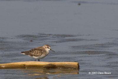 Semipalmated Sandpiper