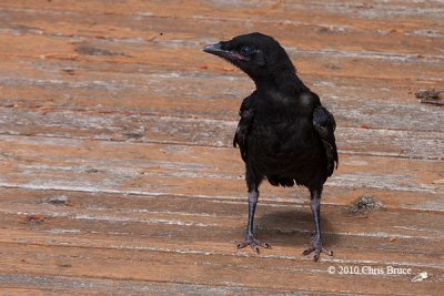 Little Crow II