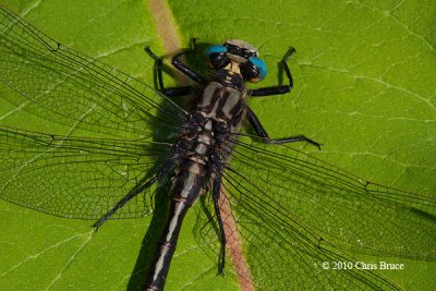 Horned Clubtail (Arigomphus cornutus)