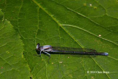 Powdered Dancer male (Argia moesta)