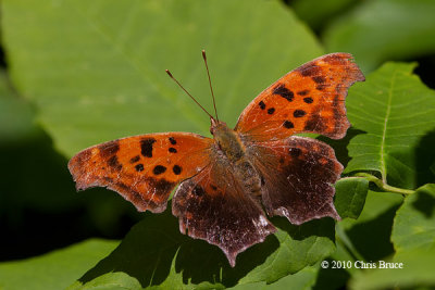 Question Mark (Polygonia interrogationis)