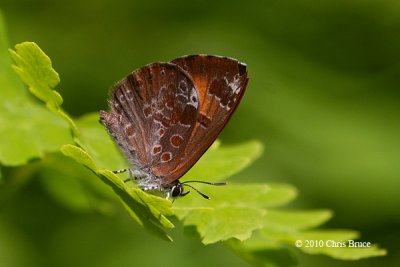 Harvester (Feniseca tranquinius)