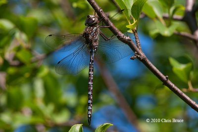 Canada Darner (Aeshna canadensis)