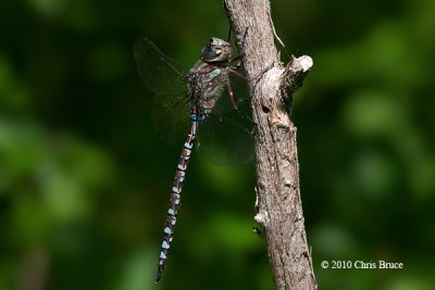 Canada Darner (Aeshna canadensis)