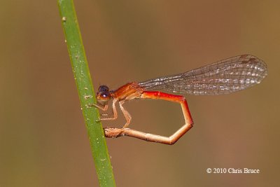 Eastern Red Damsel female (Amphiagrion saucium)