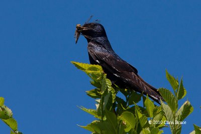 Purple Martin: The Dragonfly's Nightmare