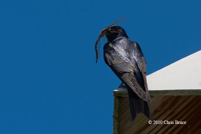 Purple Martin with Lunch!