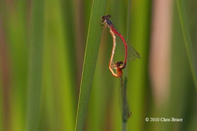 Eastern Red Damsels mating (Amphiagrion saucium)