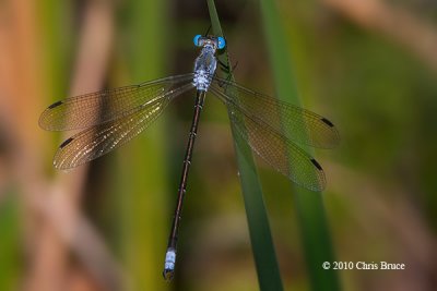 Amber-winged Spreadwing (Lestes eurinus)