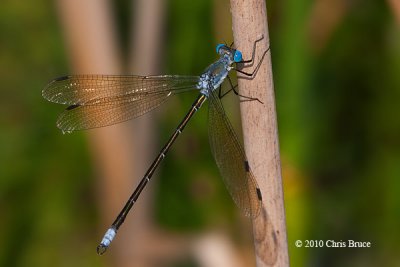 Amber-winged Spreadwing (Lestes eurinus)