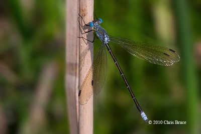 Amber-winged Spreadwing (Lestes eurinus)