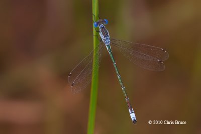 Lyre-tipped Spreadwing (Lestes unguiculatus)