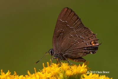 Banded Hairstreak (Satyrium calanus)