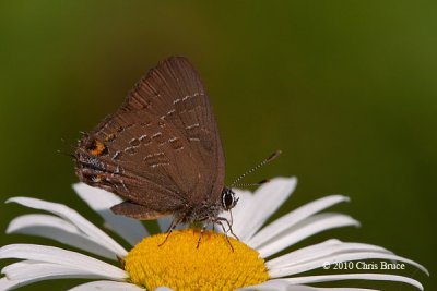 Banded Hairstreak (Satyrium calanus)