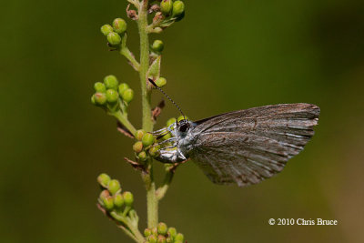 Summer Azure (Celastrina neglecta) Laying Eggs