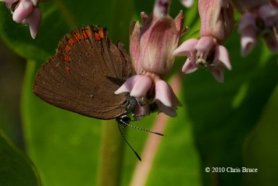 Coral Hairstreak (Satyrium titus)